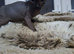READY NOW Stunning Sphynks kittens,