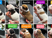 Old tyme x American bulldog pup dog