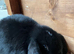 Beautiful Mini Lop Kits