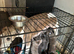 Beautiful blue brindle whippet pup
