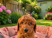 KC Registered Deep Red Miniature Poodle Puppies