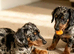 Miniature Dachshund Puppies – Ready For Their Forever Homes!