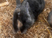 Baby rabbits ready to go