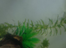 Black rilli shrimp juveniles