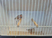 Zebra finch pair