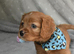 Health Tested Cavapoo Puppies