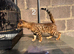 Tica reg Bengal kittens