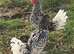 Silver seabright.....breeding pair