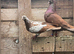 Pair high flyer tippler