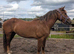 Star in the make 3yr 14.2h