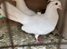 Free fantails