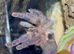 Adult Female Y Diversipes