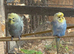 Rainbow helicopter budgie pair