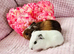 Sow pair available