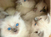 Ragdoll Kittens