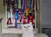4 Full Pedigree Scottish Fold/Straight Kittens