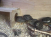 Button Quail
