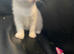 Male white kitten