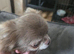 5 generation kc registered lilac female chihuahus