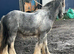 Blue blagdon cob