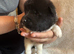 AKITA PUPS FROM KC REG REG PARENTS.