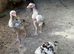 Aseel chicken