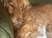 Show-Type  Spanials boy and girl