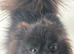 Gorgeous 2-Year-Old Toy Pomeranian Girl