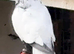 Afghan pigeons