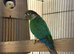 Conure with split