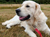 Golden retriever girl kc reg