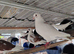Lahore pigeon breeding pair
