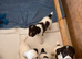 Working springer pups