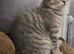 Blue and Blue Golden British shorthair