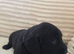 7 Labradoodle puppies