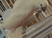 Male cockatoo Glasgow