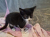 Kittens ip3