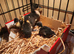Mixed baby ducks