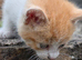 Kittens for sale
