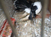 A pair of fanciful pigeons