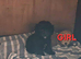 I have 4 Beautiful Cockerpoo x Poodle puppies