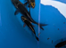 5 x young ghost koi carp