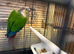 Conure for sale