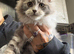 Maine Coon Girl Kittens. Ready Now
