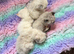 GCCF 1 Ragdoll kitten Reduced