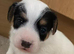 Last Jack Russell Girl Puppy Left️ ready to leave Sunday