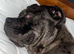 Merle Cane Corso