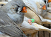 Assorted zebra finches