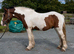 3yr old Cob Gelding to make 15.1!