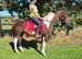 15.3hh Trotter x Cob 6 years old